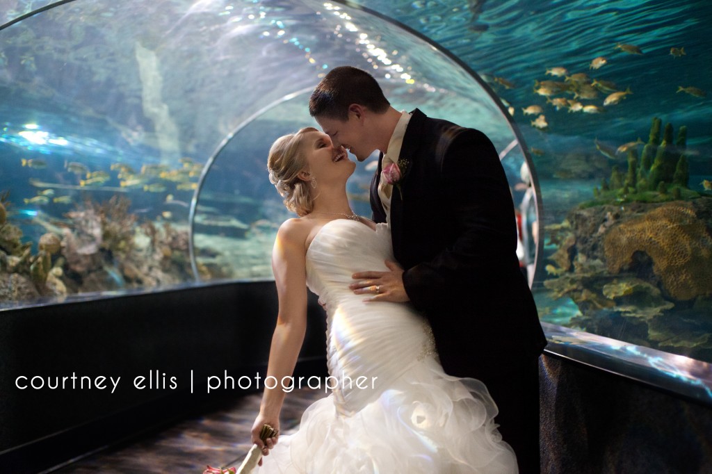 Ripley Aquarium shark tank wedding