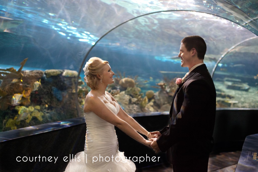 Ripley Aquarium Wedding Shark Tank